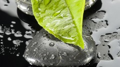 Water leaves macro selective