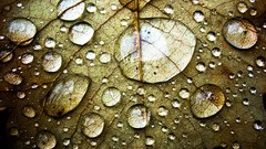 Water leaves water drops