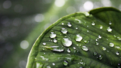 Water leaves water drops