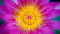 Water Lilies pink flowers