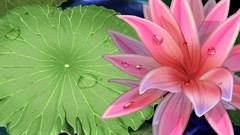 Water Lilies pink flowers water drops artwork lily pads