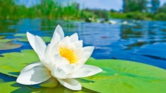 Water Lilies white flowers blurred background lily pads