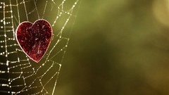 Water love web Hearts water drops