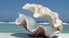 Water macro seashells Sea