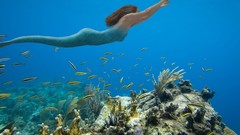 Water mermaids tropical