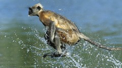 Water monkey jump funny