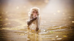 Water monkeys japanese macaque