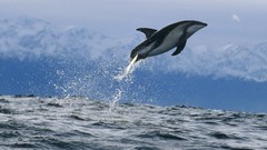 Water Mountains waves jumping