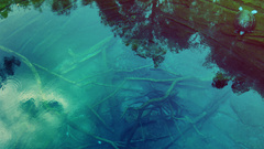 Water nature Animals turtles