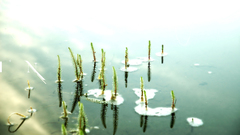 Water nature aquatic Plants