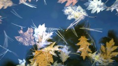 Water nature autumn fallen