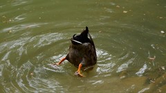 Water nature Ducks