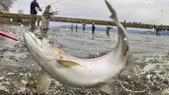 Water nature fish national