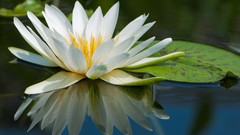 Water nature Flowers macro