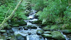 Water nature forest rivers