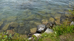 Water nature grass stones