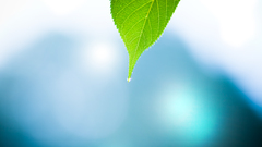 Water nature leaf minimalistic