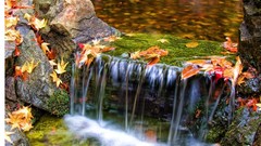Water nature leaves fallen