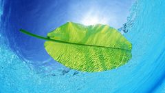 Water nature leaves Plants