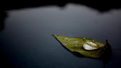 Water nature leaves Plants