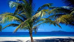 Water nature palm trees