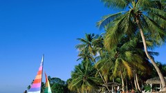 Water nature palm trees
