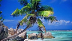 Water nature palm trees