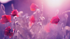 Water nature sun Flowers