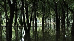 Water nature Trees
