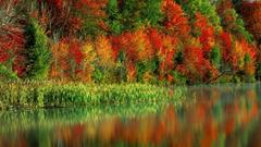 Water nature Trees autumn