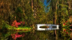 Water nature Trees Bridges