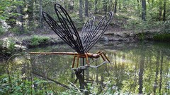 Water nature Trees forest