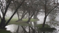 Water nature Trees mist