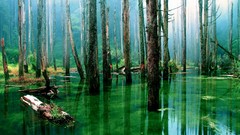 Water nature Trees moss