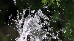 Water nature Trees still