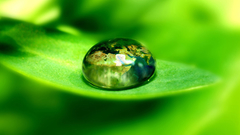 Water nature World leaves