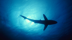 Water ocean Animals fish