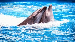 Water ocean delphinium