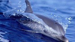 Water ocean Dolphins HDR Photography fantasy art