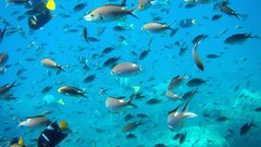 Water ocean fish Sea