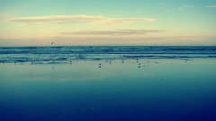 Water ocean Landscapes seagulls