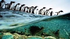 Water ocean Penguins rocks Beaches split-view