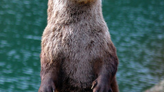 Water Otters