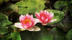 Water pattern paintings Water Lilies artwork