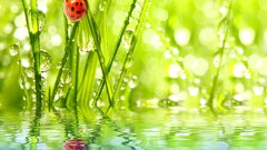 Water Plants insects reflections bokeh ladybirds