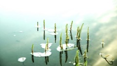 Water Plants lakes