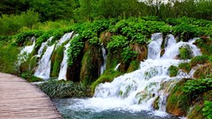 Water Plants waterfalls Bridges