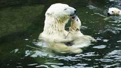 Water Polar Bears
