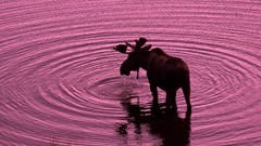 Water purple Alaska Bull national park moose