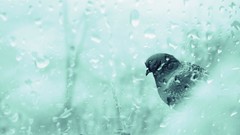 Water rain Birds wet